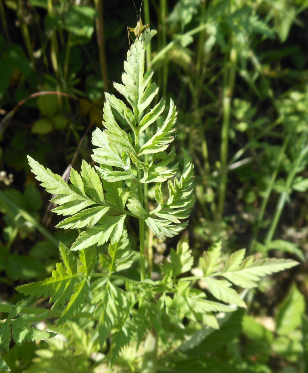 Torilis japonica (Houtt.) DC. / Lappolina petrosello